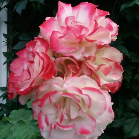 Chez Les Dom's Couette-café Sainte-Cécile