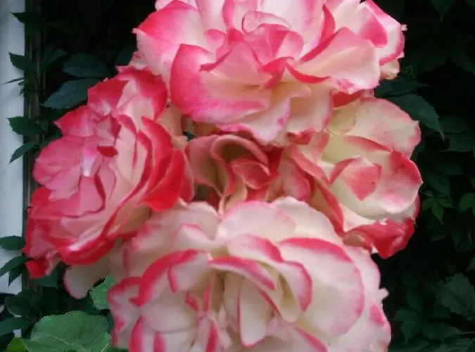 Chez Les Dom's Frühstückspension Sainte-Cécile